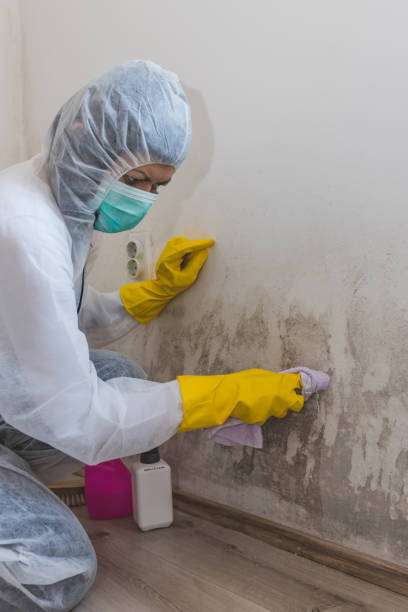 Best Black Mold Removal  in Port Barre, LA