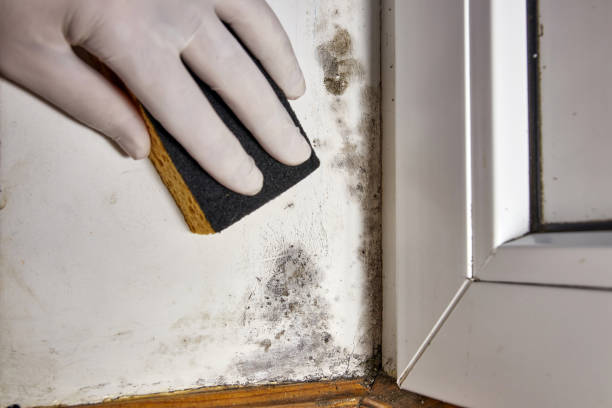 Best Mold Removal for HVAC Installations  in Port Barre, LA